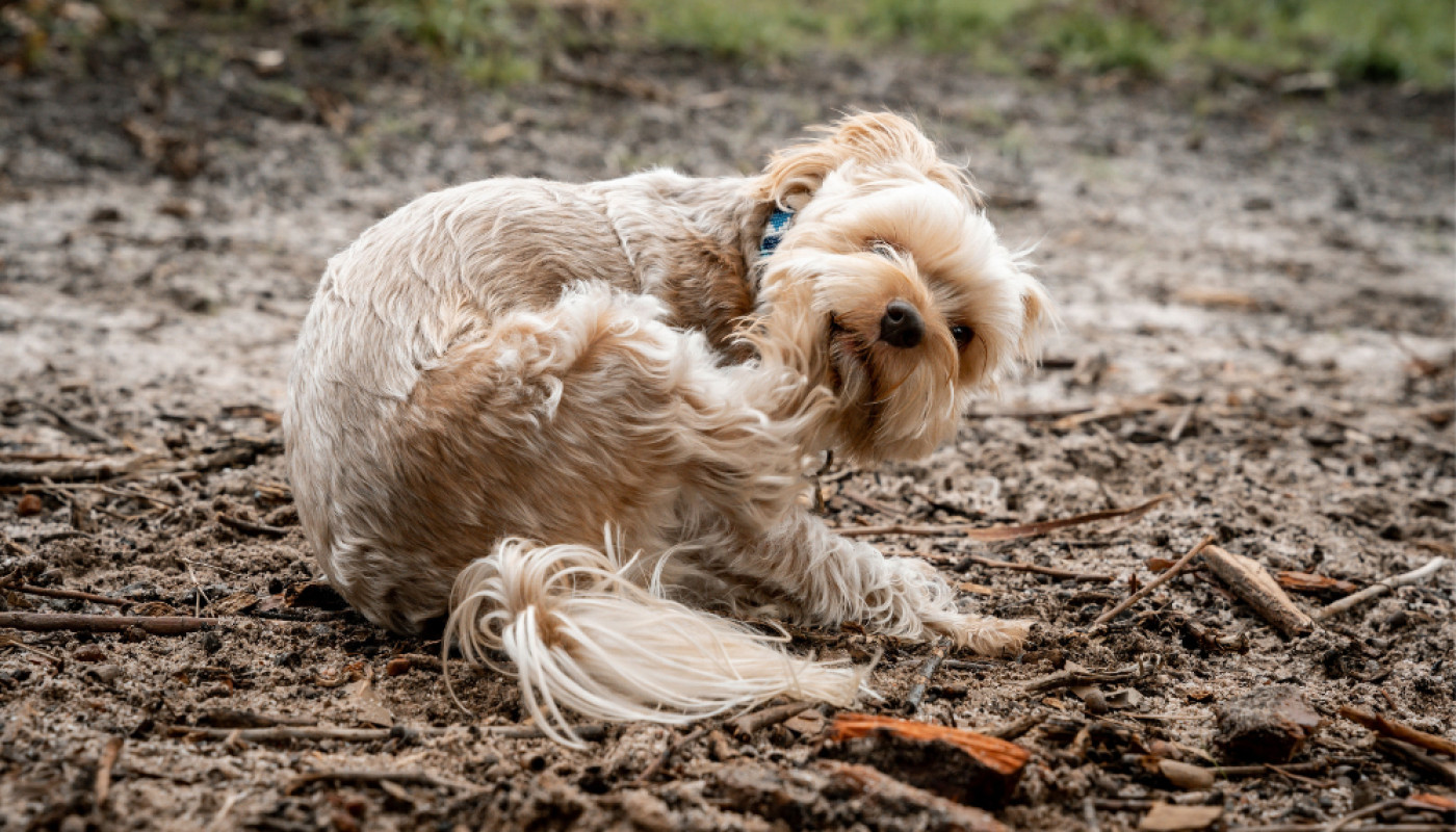Quelles sont les solutions pour soulager la dermatose du chien ?